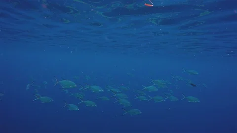 School of fish turning all at same time Stock Footage 94373543