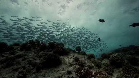 School of fish under the breaking waves Vidéo 79639667