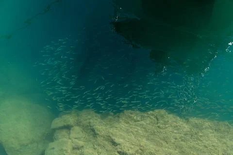 School of fish under dock shadow in clear water Фото