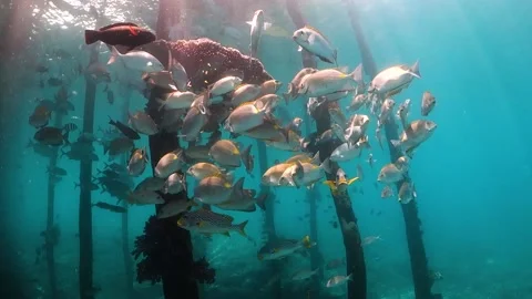 School of fish under a jetty Stock Footage 130240946