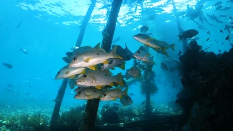 School of fish under a jetty Stock Footage 130240956