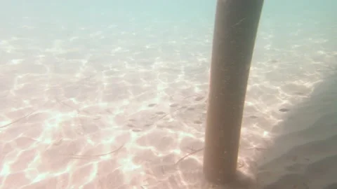 School Of Fish Under The Pier Stock Footage 158881944