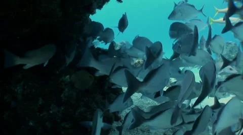 School Of Fish Under Reef Stock Footage 10922084