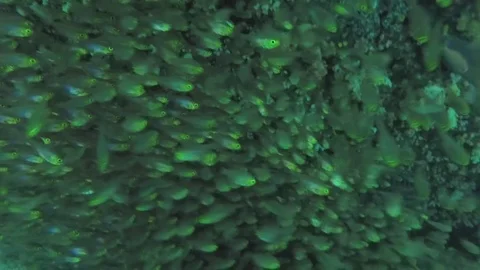 School of fish under rock Video stock 82550030