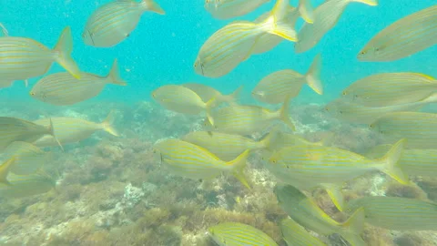 School of fish under the sun beams in Spain 4K Stock Footage 138083196