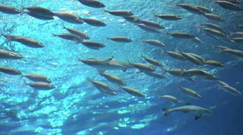 School of fish under water Stock Footage 52375625