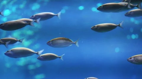 School of fish under water Stock Footage 52375740