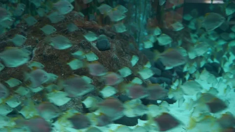 A school of fish under water Stock Footage 127880090