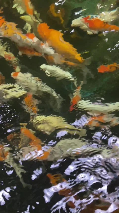A school of fish under water view. Video stock 312286714