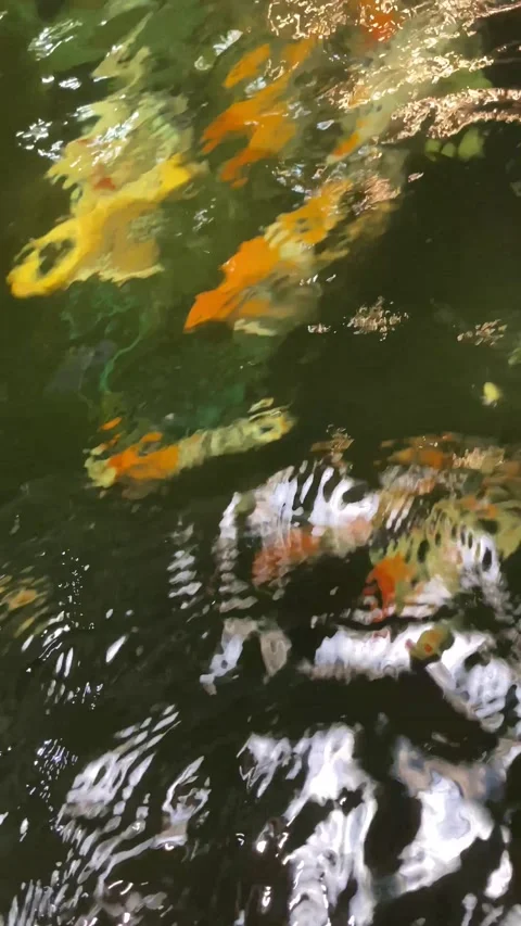 A school of fish under water view. Video stock 312287253
