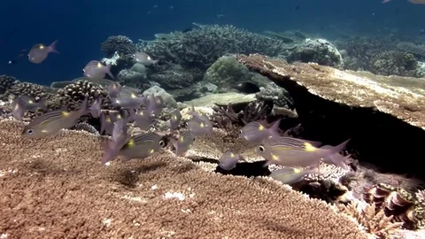 School of fish underwater on background of hard acropora coral in Maldives. Vidéo 81161103