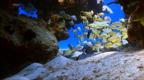 School of fish underwater cavern Stock Footage 1181483