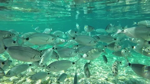School of fish underwater in crystal clear sea, 4K marine life footage Stockbeeldmateriaal 333993605