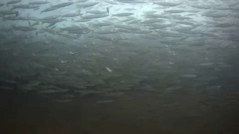 School of fish underwater dark 1 Stock Footage 77735349