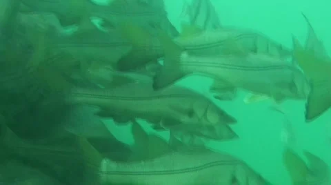 School of fish underwater Stock Footage 981518