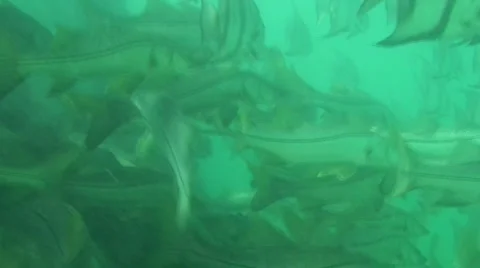 School of Fish underwater Stock Footage 981545