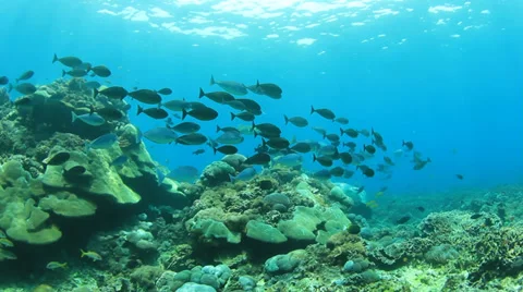 School of fish underwater Stock Footage 33078726