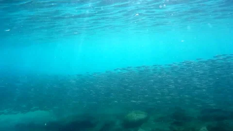 School of fish underwater Stock Footage 87757350