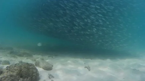 School of fish underwater Stock Footage 87757532