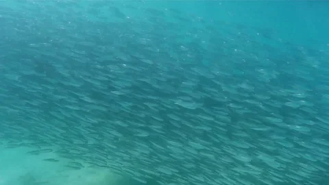 School of fish underwater Stock Footage 87757596