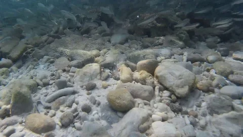 School of fish underwater Video stock 87757656