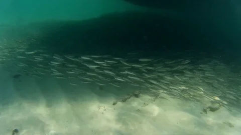 School of fish underwater Stock Footage 87757729