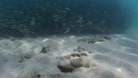 School of fish underwater Stock Footage 87757925