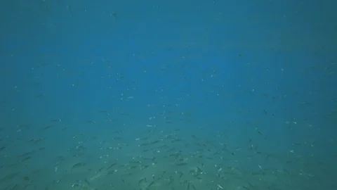 School of Fish Underwater Stock Footage 87840917