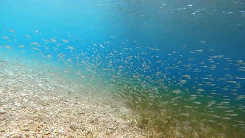 School Of Fish UnderWater Stock Footage 113485304