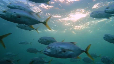 School Of Fish Underwater Stock-Footage 137213460
