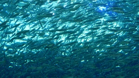 School of Fish Underwater Stock Footage 166772029