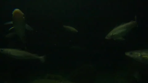 School of fish - underwater Stock Footage 272436983