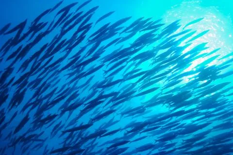 School of fish, underwater Stock Photos