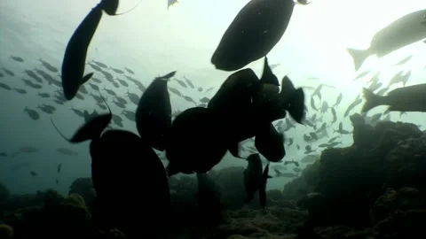 School fish underwater relax background in Maldives. 库存影片 155165367