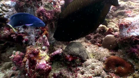 School fish underwater relax background in Maldives. Stockbeeldmateriaal 155165370