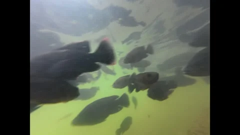 A School of fish underwater video. Stock Footage 319657222