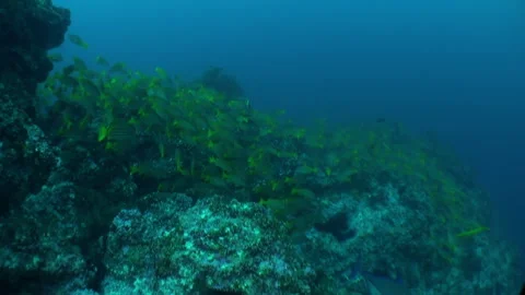 School fish in vicinity of coral reef in underwater world of Isla Del Coco. Stockbeeldmateriaal 240923383