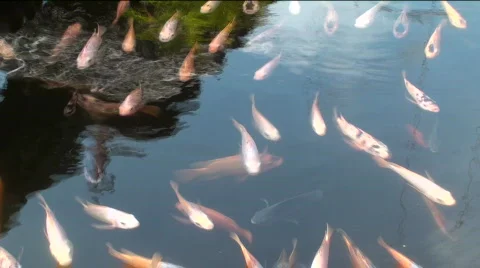School of fish in water Stock Footage 637699