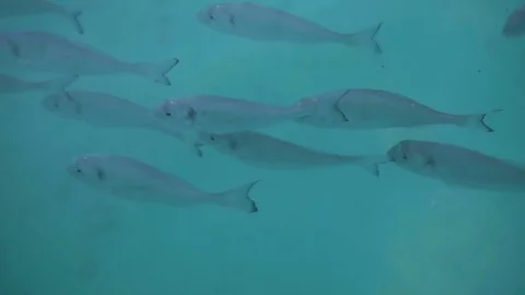 School of fish in the water Stock Footage 82809801