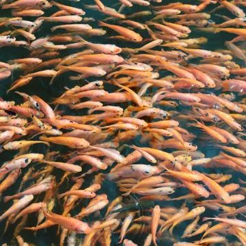School of fish in the water Stock Photos
