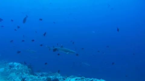 School of fish whitetip reef shark (Triaenodon obesus) In blue water Stock Footage