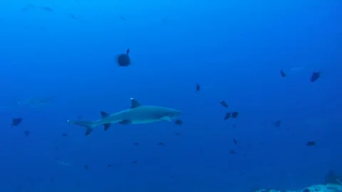 School of fish whitetip reef shark (Triaenodon obesus) In blue water Stock Footage