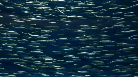 School of fish WS Vidéo 35543102