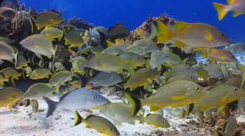 School of fish yellow grunt Stock Footage 1067327