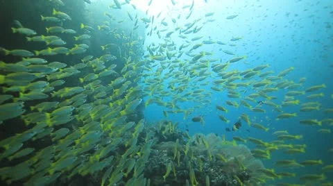 School of fish yellow  snapper Stock Footage 11977610