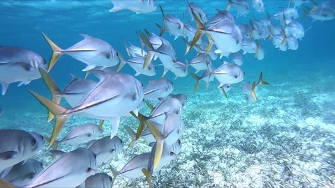 School of fish with yellow tails Stock Footage 168530553