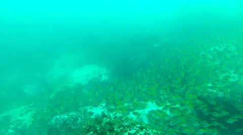 School of fish (Yellow tale most likely) Stock Footage 28401371
