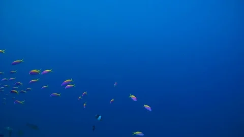 School of fish Yellowback Anthias - Pseudanthias evansi float in blue water Stock Footage