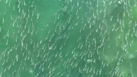 School of Fish Zoom Out Stock Footage 298015986