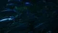 School of Fishes 96fps 03 Slow Motion HD Footage